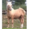 Hispano Breton Palomino
