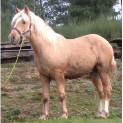 Hispano Breton Palomino