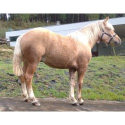 Hispano Breton Palomino