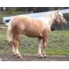 Hispano Breton Palomino