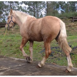 Hispano Breton Palomino