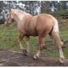 Hispano Breton Palomino