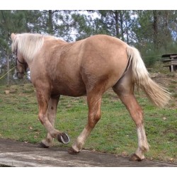 Hispano Breton Palomino
