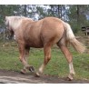 Hispano Breton Palomino