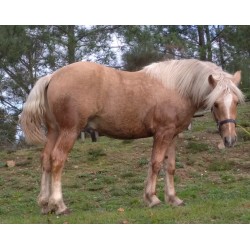 Hispano Breton Palomino