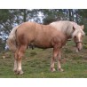 Hispano Breton Palomino