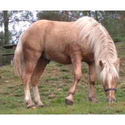 Hispano Breton Palomino