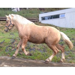 Hispano Breton Palomino