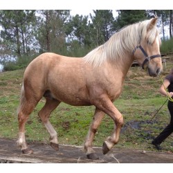 Hispano Breton Palomino