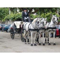 CASAMENTO 3 CAVALOS