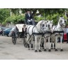 carruaje boda caballos, carro ceremonia, eventos, comunión Galicia