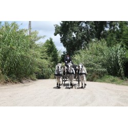 carruaje boda caballos, carro ceremonia, eventos, comunión Galicia