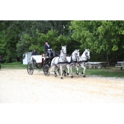 CASAMENTO 3 CAVALOS