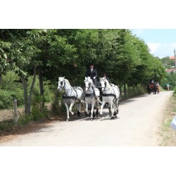 CASAMENTO 3 CAVALOS
