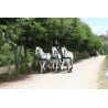 carruaje boda caballos, carro ceremonia, eventos, comunión Galicia