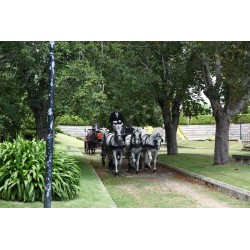 carruaje boda caballos, carro ceremonia, eventos, comunión Galicia