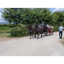 carruaje caballos boda, carro ceremonia, comunión evento Galicia