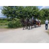 carruaje caballos boda, carro ceremonia, comunión evento Galicia
