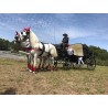 carruaje caballos boda, carro ceremonia, comunión evento Galicia