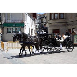 carruaje caballos boda, carro ceremonia, comunión evento Galicia