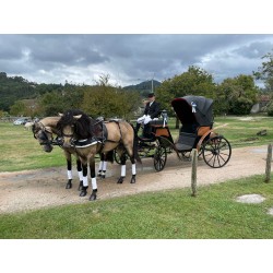 Casamento 2 cavalos