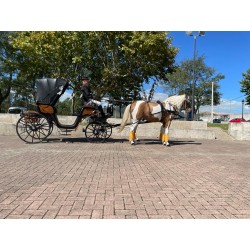 carruaje caballos bodas, carro ceremonia, challet, comunión, evento