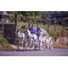 Coche De Caballos Cinderella