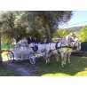 Coche De Caballos Cinderella