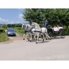carruaje caballos bodas, coche ceremonia, carro comunión,  Galicia