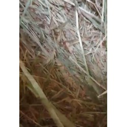 Rulos De Forraje De Avena