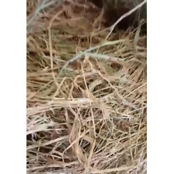 Rulos De Forraje De Avena