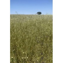 Rulos De Forraje De Avena