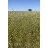 Rulos De Forraje De Avena