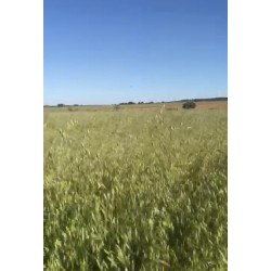 Rulos De Forraje De Avena
