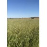 Rulos De Forraje De Avena