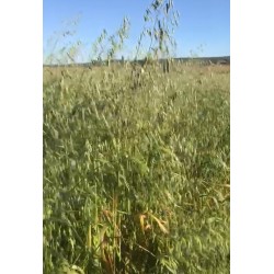 Rulos De Forraje De Avena