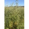 Rulos De Forraje De Avena