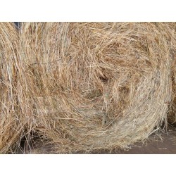 hierba seca, alfalfa cebada paja trigo alpacón rulo alpaca Galicia