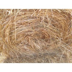 hierba seca, alfalfa cebada paja trigo alpacón rulo alpaca Galicia