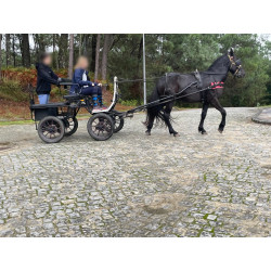 PONY C