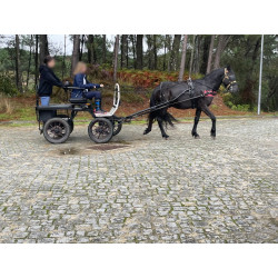PONY C