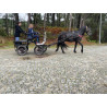 PONY C