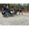 PONY C
