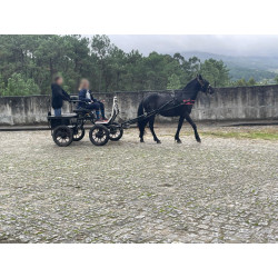 PONY C