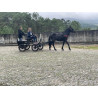 PONY C