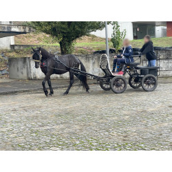 PONY C