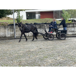 PONY C