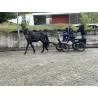 PONY C