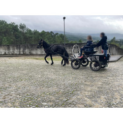 PONY C