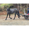 PONY C